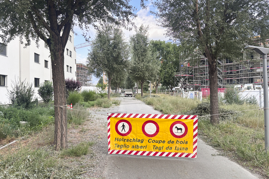 Startschuss für umfassende Baumpflegearbeiten